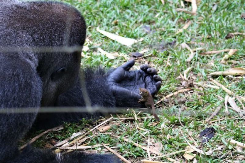 24-летний самец гориллы нашел крошечное существо в лесу, и его