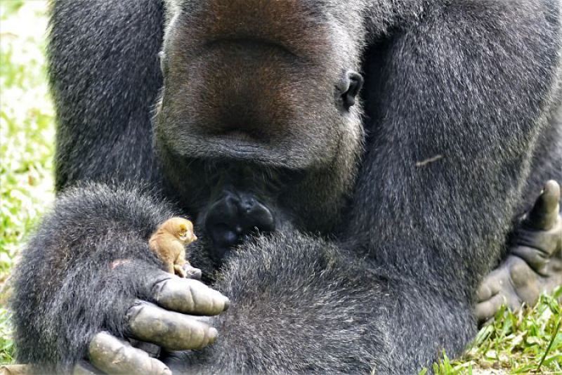 24-летний самец гориллы нашел крошечное существо в лесу, и его