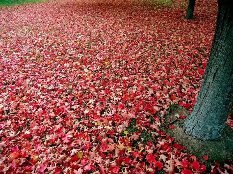 Осенняя красота в фотографиях