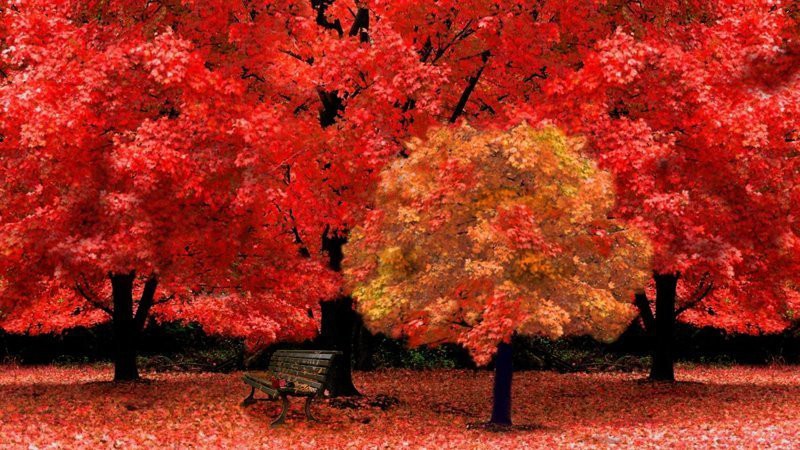 Осенняя красота в фотографиях