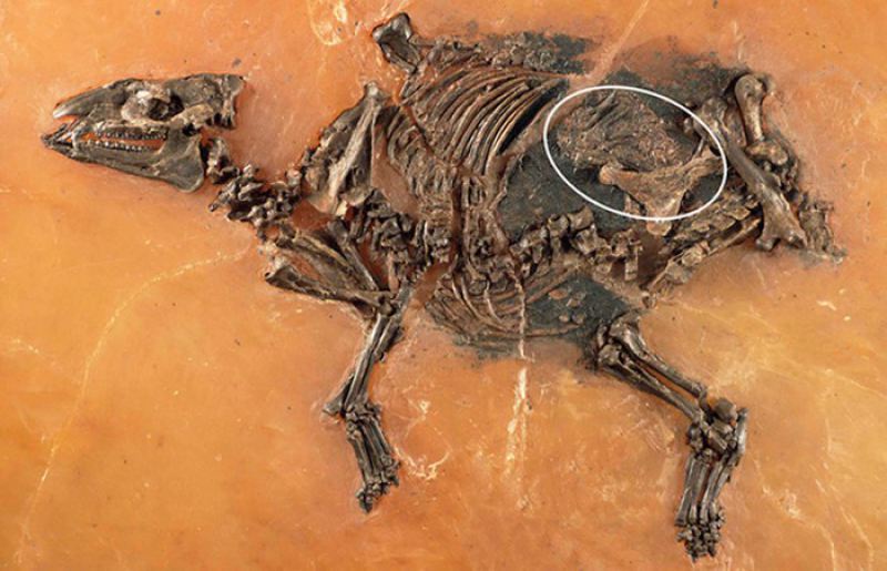 Останки вымерших животных, которые потрясающе хорошо сохранились