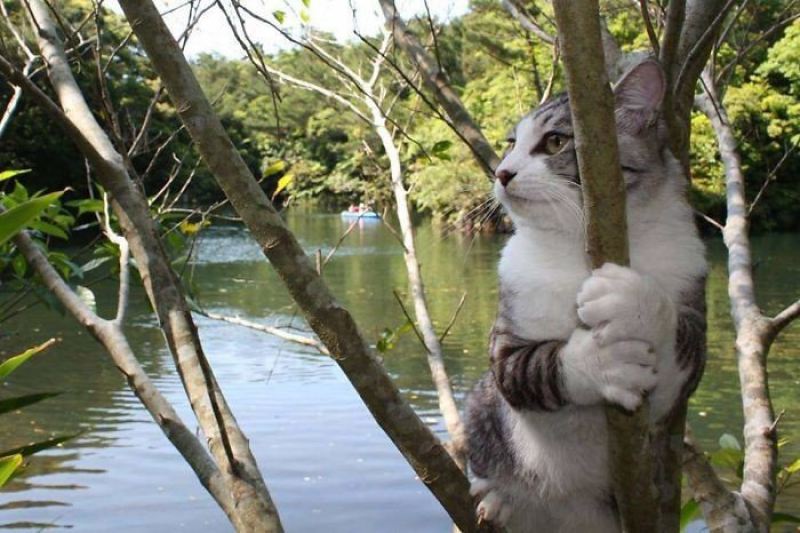 Фото японского кота, которые заставят тебя сказать: Как скучно я живу