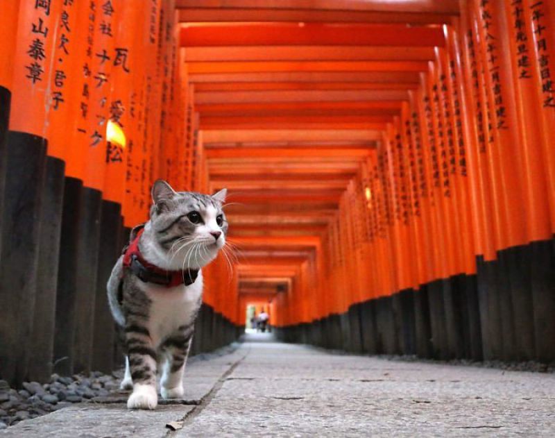 Фото японского кота, которые заставят тебя сказать: Как скучно я живу