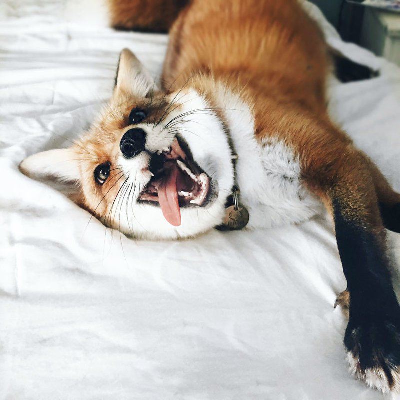 Знакомьтесь! Это самая популярная лиса в Instagram по кличке Джунипер