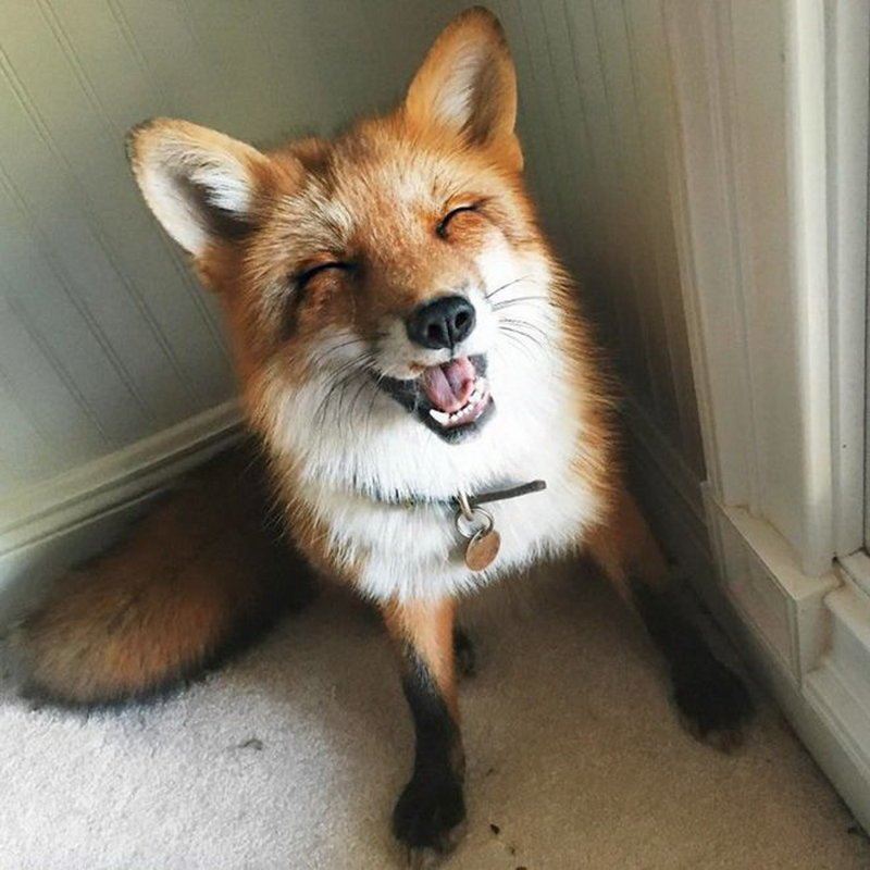 Знакомьтесь! Это самая популярная лиса в Instagram по кличке Джунипер