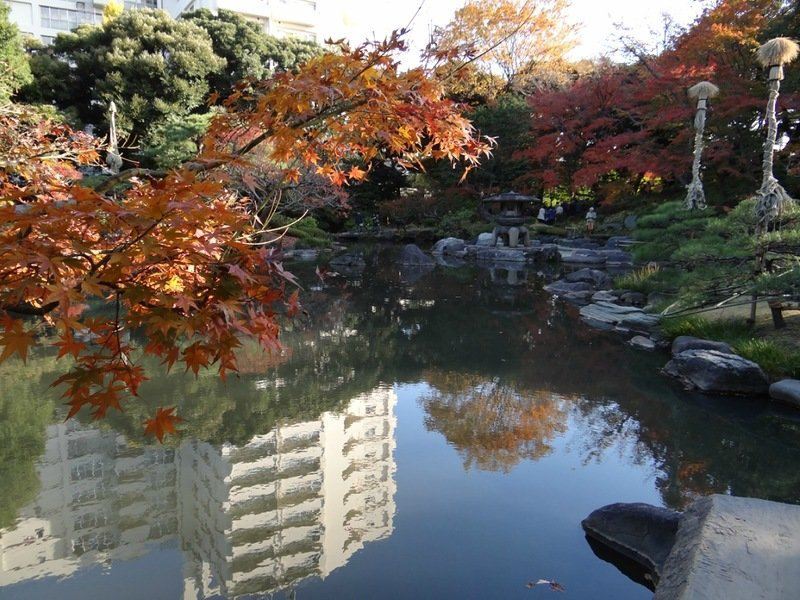 Осенние клёны в Токио