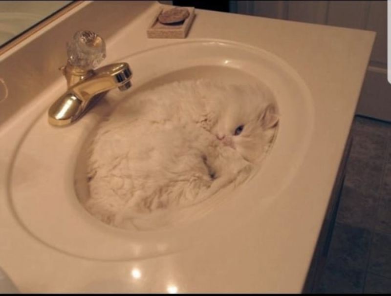 22 доказательства того, что кот — это жидкость