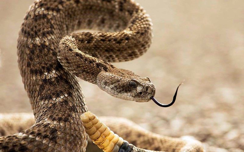 10 распространенных мифов о змеях