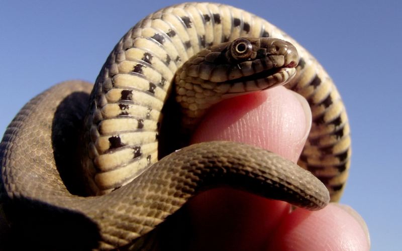 10 распространенных мифов о змеях