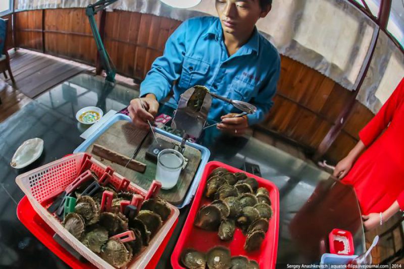 Как во Вьетнаме добывают жемчуг (20 фото)
