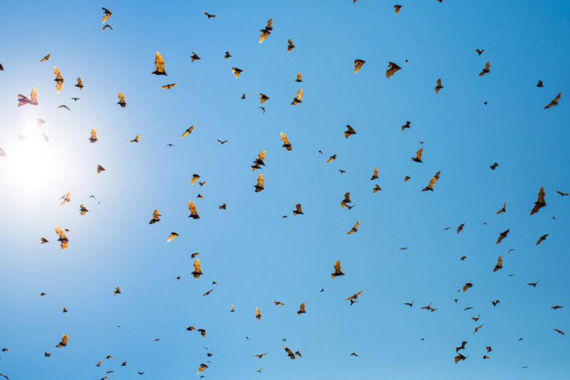 Удивительные снимки миграции летучих мышей