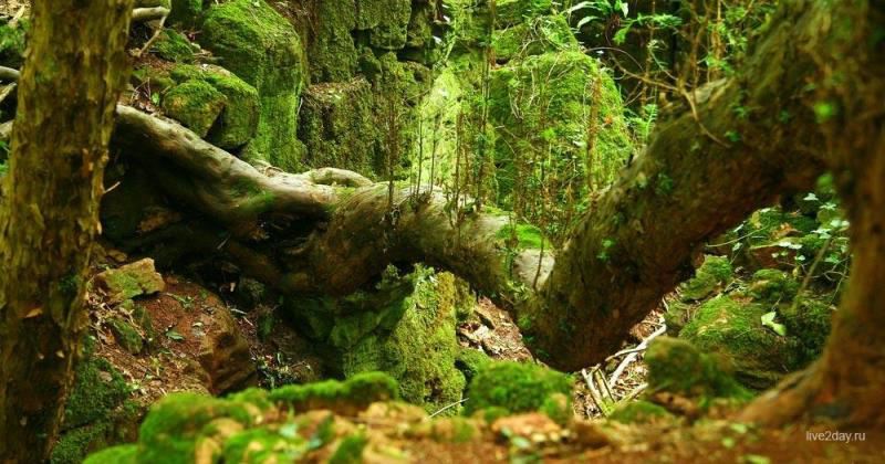 Волшебный лес Пазлвуд в Великобритании, которым вдохновлялся Толкиен