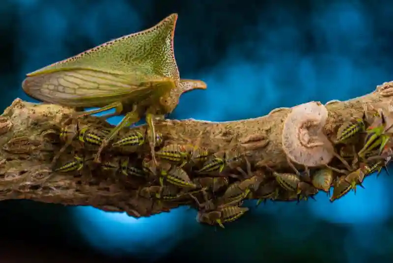 Лучшие фотографии дикой природы Wildlife Photographer of the Year 2018