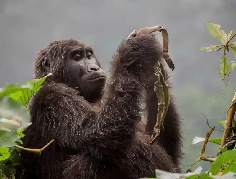 Лучшие фотографии дикой природы Wildlife Photographer of the Year 2018