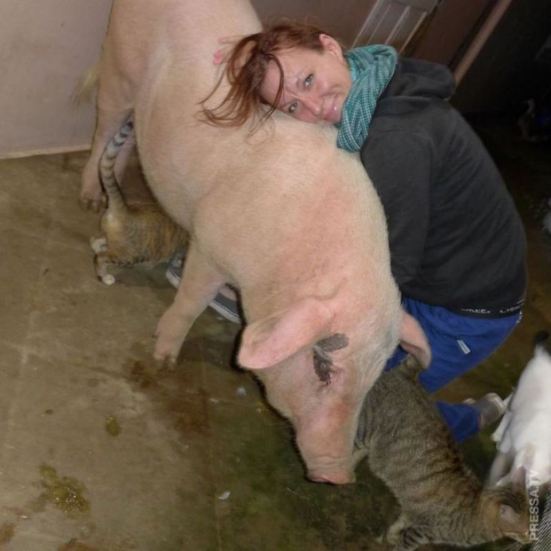 Женщина спасла маленькую свинку и вот, что из нее выросло