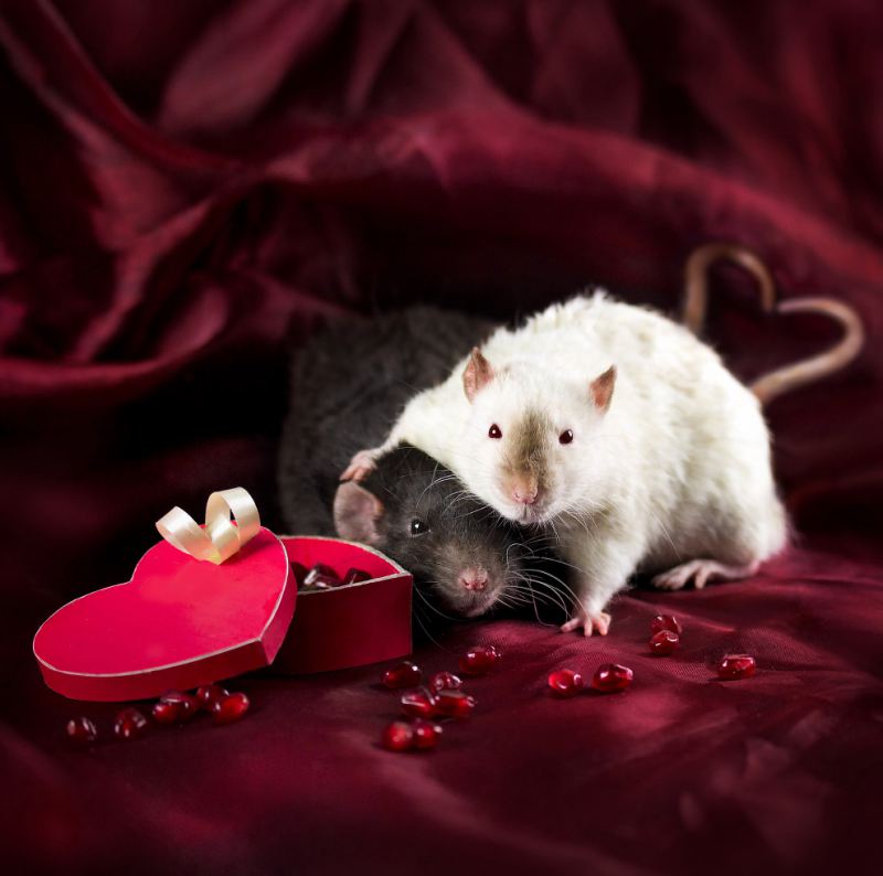 Фотопортреты очаровательных крыс