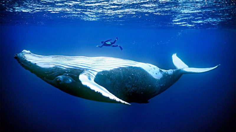 Почему морские млекопитающие такие огромные