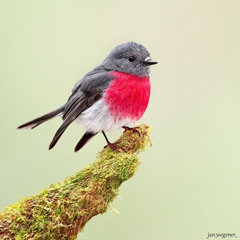 Яркие снимки птиц от Яна Вегенера