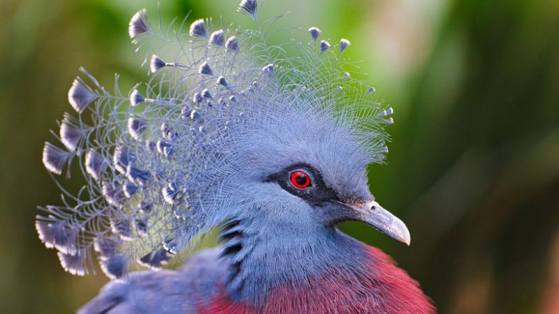 Необычные и удивительные птицы мира, Веероносный венценосный голубь 