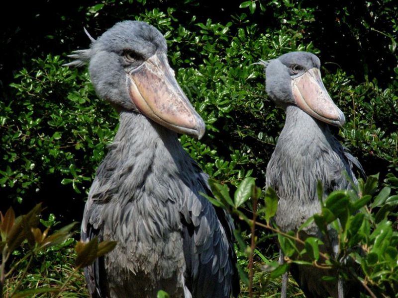 Необычные и удивительные птицы мира, Китоглав 
