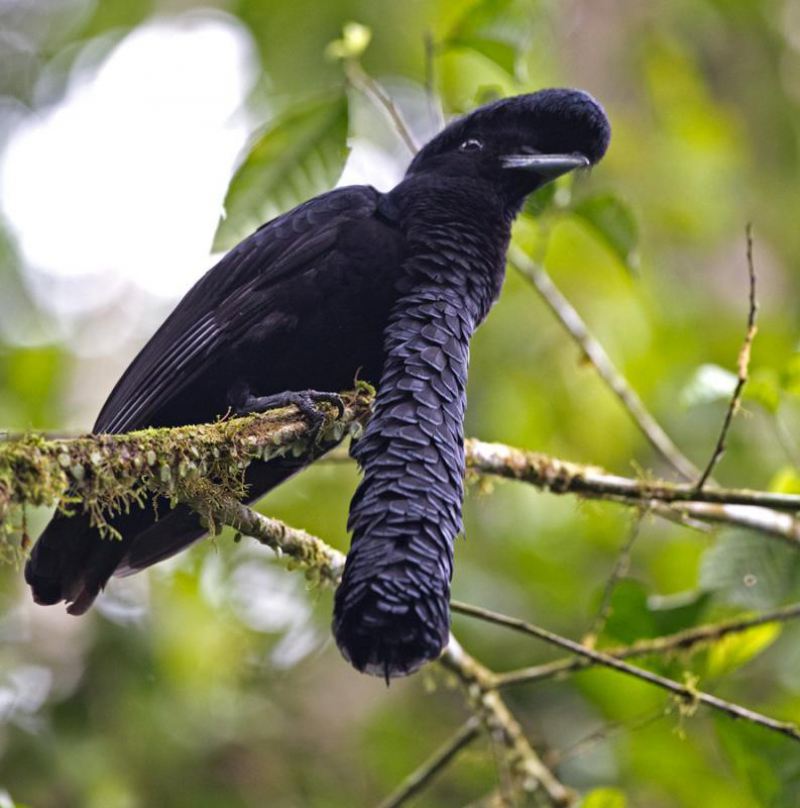 Необычные и удивительные птицы мира, Эквадорская зонтичная птица