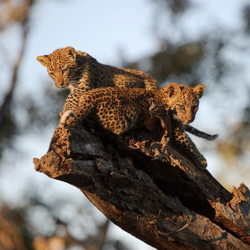 Жизнь грациозных леопардов на фото