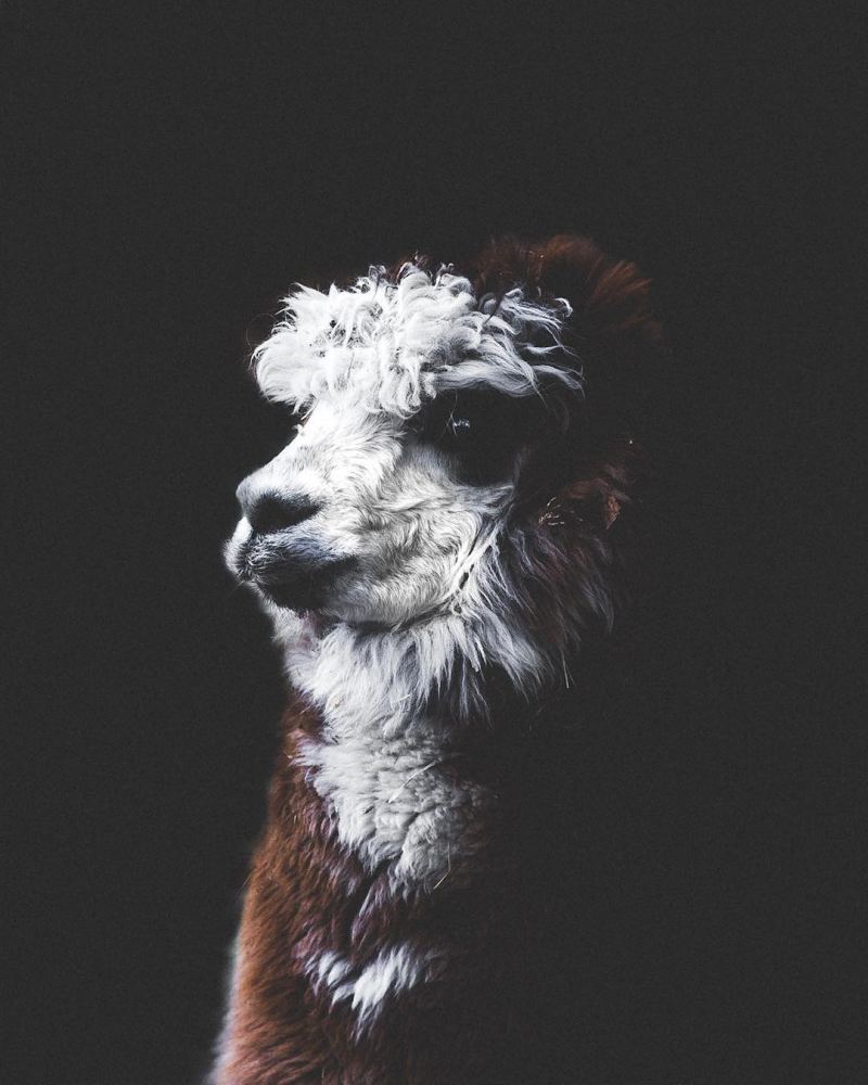 Потрясающие портреты животных от Дугласа Фира