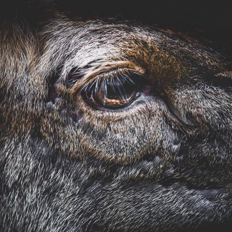 Потрясающие портреты животных от Дугласа Фира