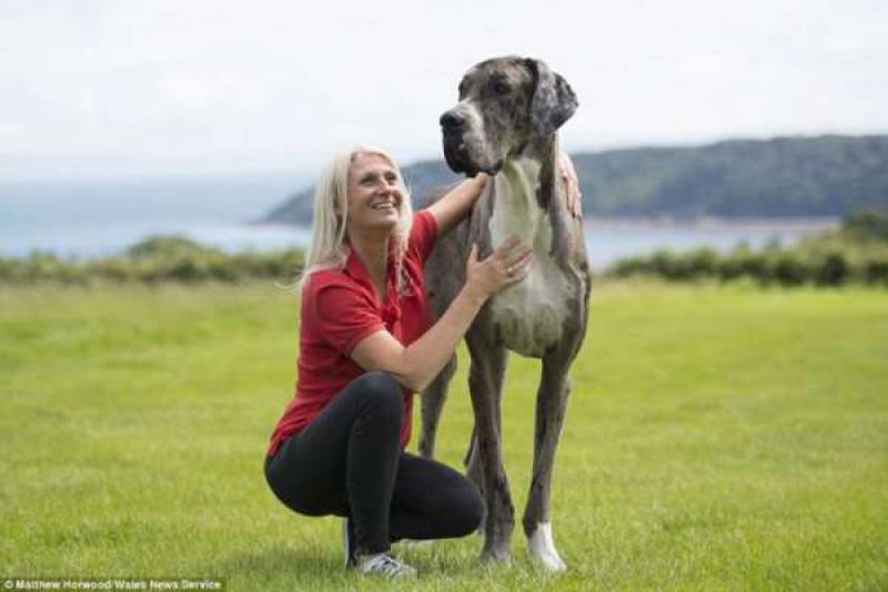 Самая высокая собака в мире: двухметровый дог весомкг