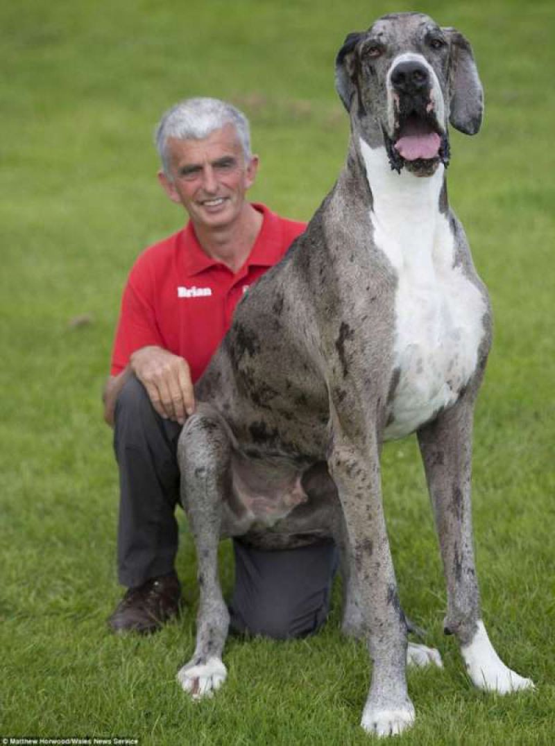 Самая высокая собака в мире: двухметровый дог весомкг
