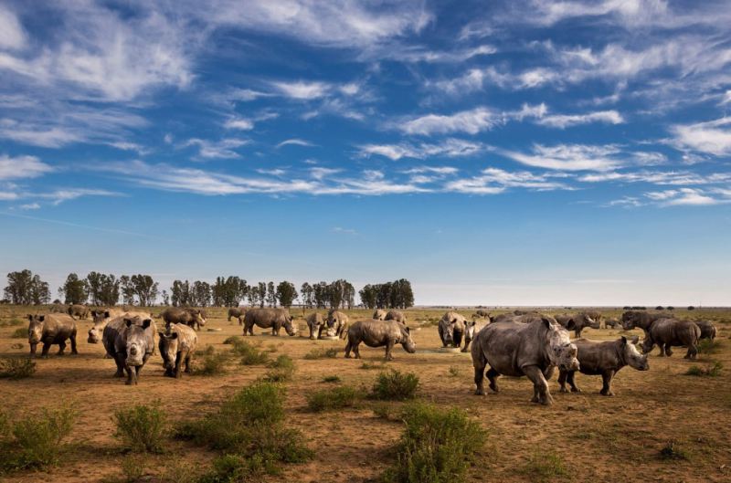 Фоторасследование: охота за рогом носорога