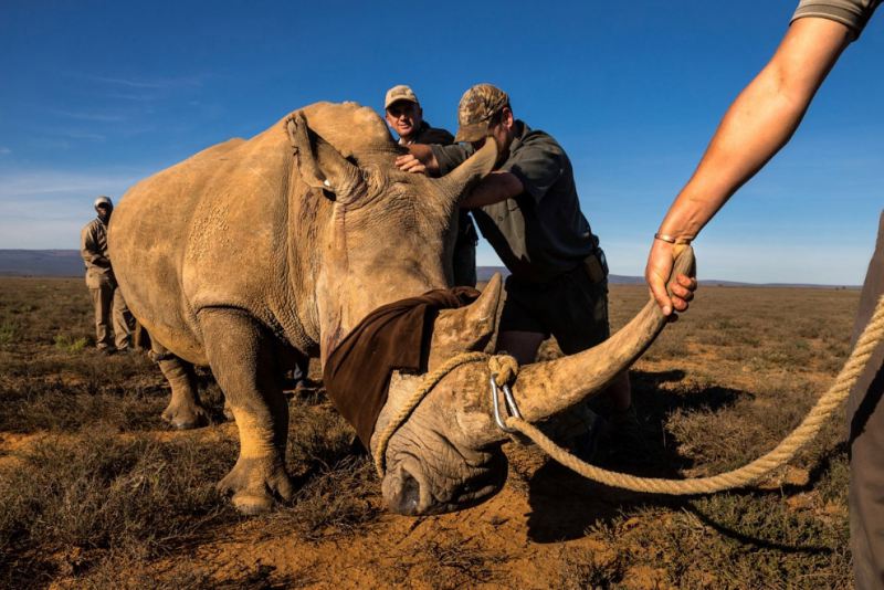 Фоторасследование: охота за рогом носорога