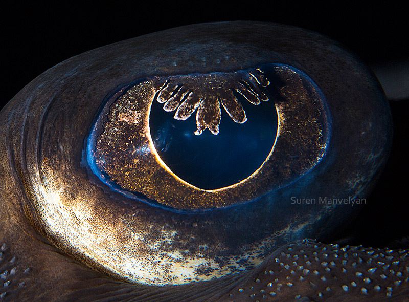 Глаза рыб и пресмыкающихся от Сурена Манвелян