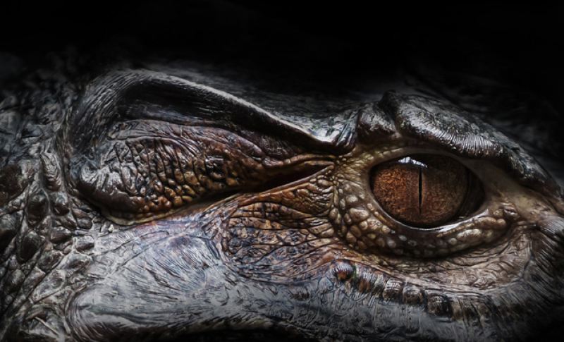 Во Флориде на видео засняли самого большого крокодила