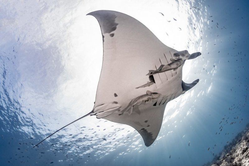 Скат надежды: подводный фотограф сделал первый за 16 лет снимок