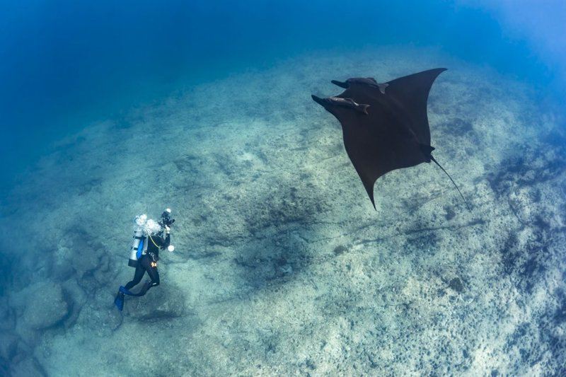 Скат надежды: подводный фотограф сделал первый за 16 лет снимок