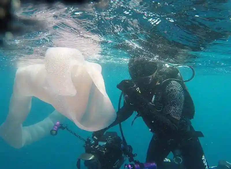 Водолазы у берегов Новой Зеландии наткнулись на огромный морской огурец