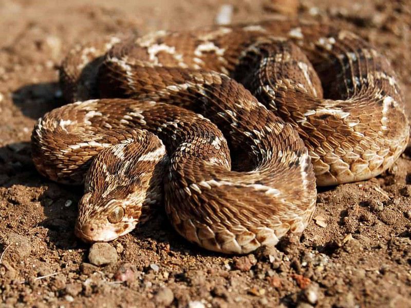 10 самых опасных змей, с которыми лучше не встречаться