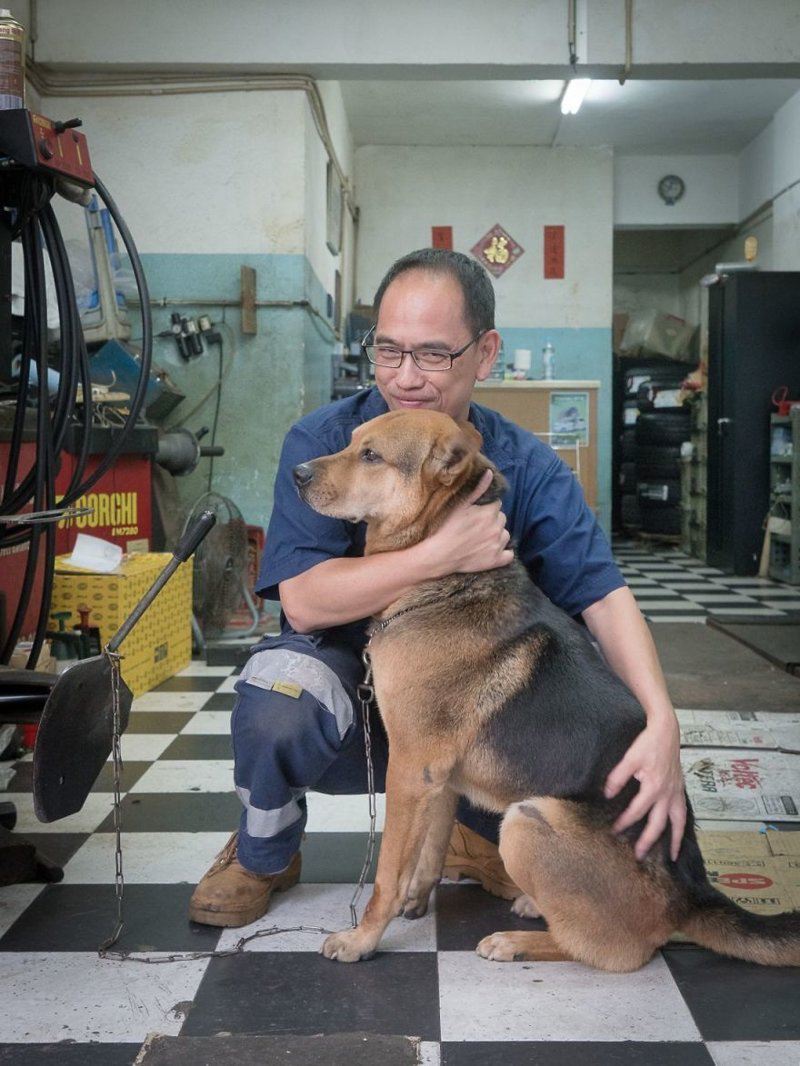 Собаки-обитатели автомастерских Гонконга 
