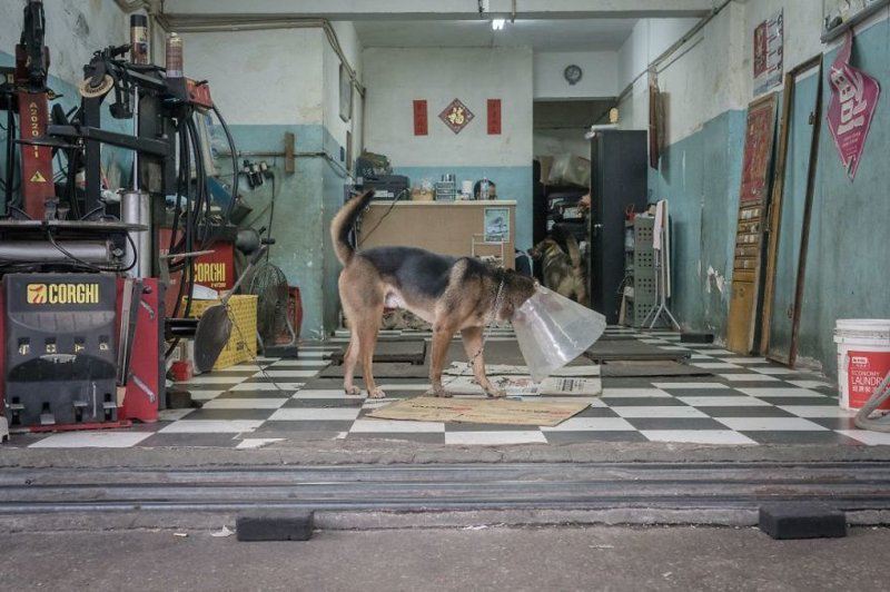 Собаки-обитатели автомастерских Гонконга 