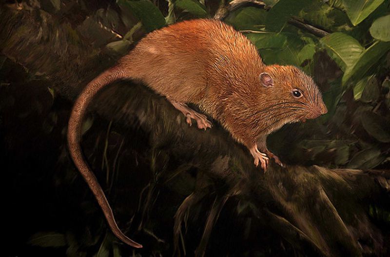 Новые виды животных, открытые в прошлом году, Древесная крыса