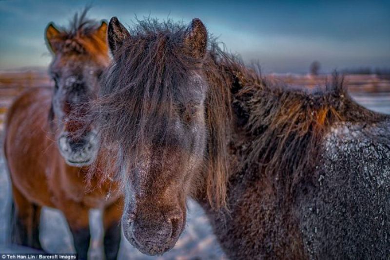 Якутские лошади - удивительные животные, выживающие при экстремально низких температурах