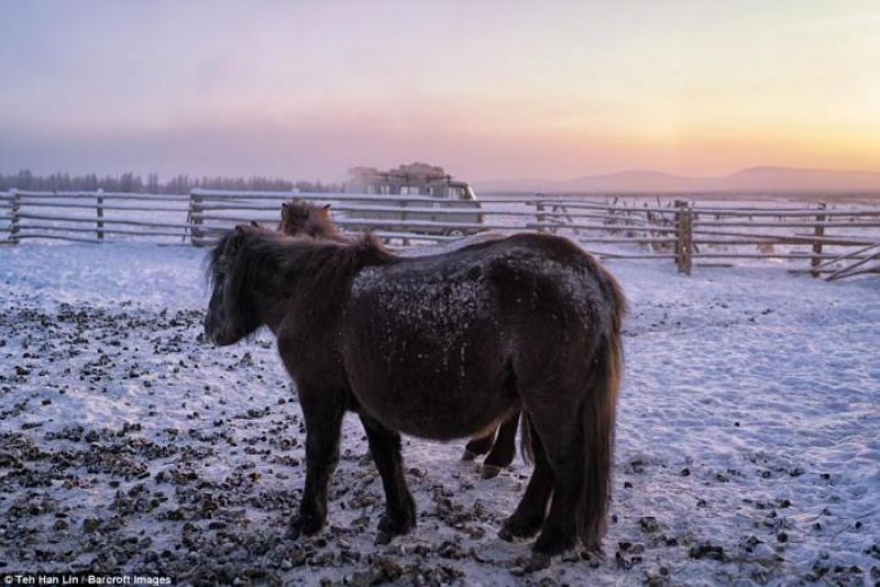 Якутские лошади - удивительные животные, выживающие при экстремально низких температурах