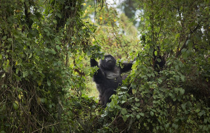 Эти горные гориллы вымирают