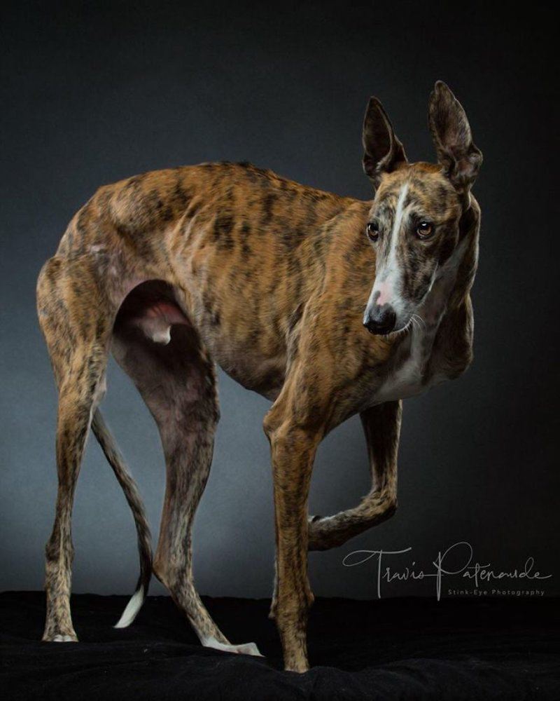 Фотографии собак, брошенных испанцами после окончания сезона охоты
