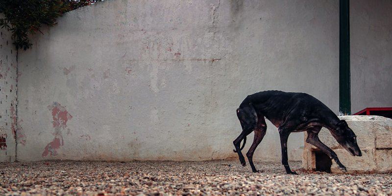 Фотографии собак, брошенных испанцами после окончания сезона охоты