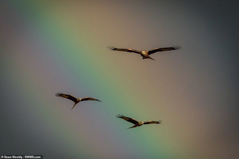 Птицы на радуге: фотограф поймал идеальный момент для съемки