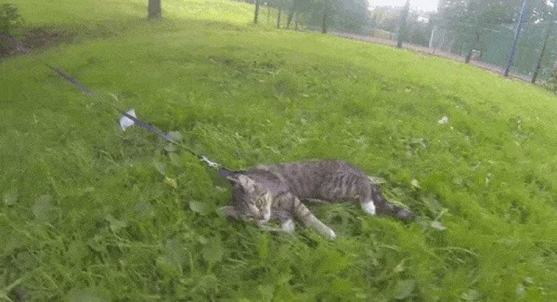 Самые ленивые коты