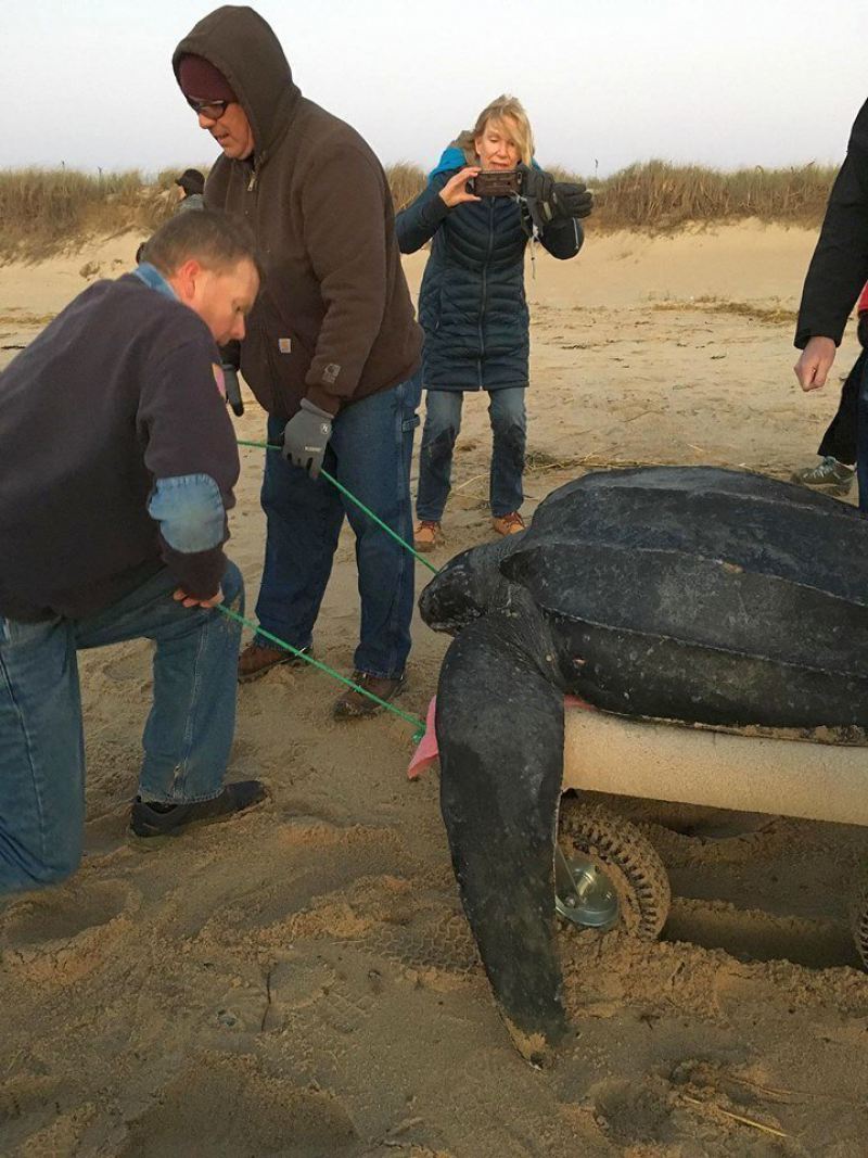 Американские экологи обнаружили сотни морских черепах, замерзших