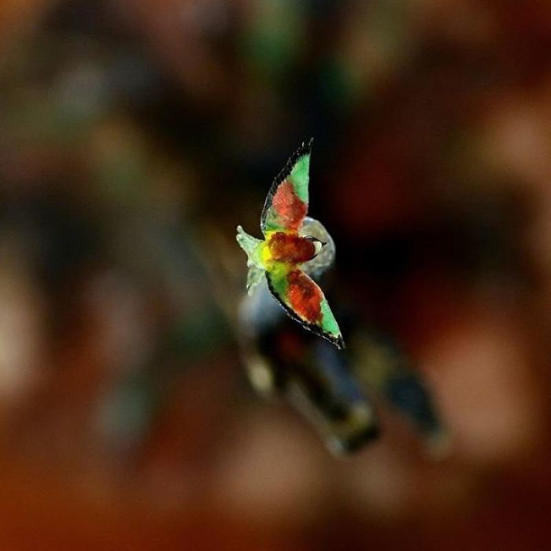 Девушка создает настолько миниатюрных птиц, что окружающий мир